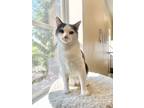 Adopt Niko a Domestic Short Hair