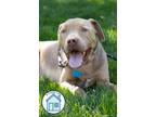 Adopt Clint Eastwood a Mixed Breed