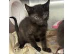 Adopt Quill a Domestic Short Hair