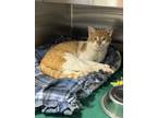 Adopt STRAY (Shelter name: Colby) a Domestic Short Hair
