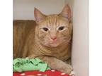 Adopt Jiminy `Jim` (bonded with Cricket)-*front declawed a Domestic Short Hair