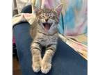 Adopt Jellybelly Cats: Chili Mango a Domestic Short Hair
