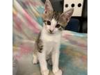 Adopt Jellybelly Cats: Rootbeer a Domestic Short Hair