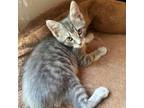 Adopt Jellybelly Cats: Top Banana a Domestic Short Hair