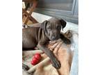 Adopt Honey Davenport pup: BenDeLaCreme a Mixed Breed