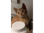 Adopt Huey a Domestic Short Hair