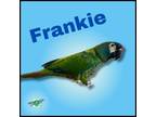 Adopt Frankie a Macaw