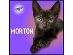 Adopt Morton a Domestic Short Hair