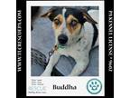 Adopt Buddha 060124 a Australian Cattle Dog / Blue Heeler, Pointer