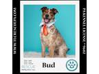 Adopt Bud (The Brew Pups) 060124 a Cattle Dog