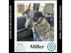 Adopt Miller (The Brew Pups) 060124 a Cattle Dog