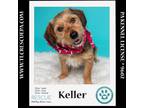 Adopt Keller (aka Kellie) 060124 a Yorkshire Terrier, Basset Hound