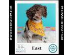 Adopt East ( WC High Schoodles) 051124 a Poodle
