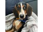 Adopt Beagle Bill a Beagle, Mixed Breed