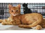 Adopt Archie a Domestic Short Hair