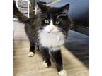 Adopt Einstein a Domestic Long Hair