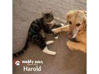 Adopt Harold a Tabby