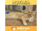 Adopt Mufasa a Domestic Short Hair, Tabby