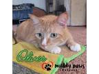 Adopt Oliver a Domestic Short Hair, Tabby