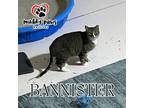 Adopt Bannister (Feral Gretna Cat) a Domestic Short Hair