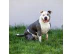 Adopt Hercules a Pit Bull Terrier