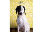 Adopt Ollie a German Wirehaired Pointer
