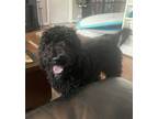 Adopt Mr. Sheffield a Poodle