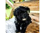 Poodle (Toy) Puppy for sale in Eatonton, GA, USA