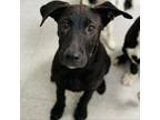 Adopt Inky 24-05-145_1 a Labrador Retriever