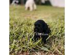 Cocker Spaniel Puppy for sale in Liberty, KY, USA