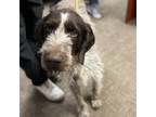 Adopt Gunther a Wirehaired Pointing Griffon