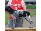 German Shorthaired Pointer Puppy for sale in Waterville, MN, USA