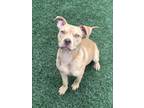 Adopt Carter a Pit Bull Terrier, Mixed Breed