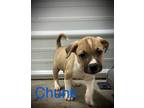 Adopt Chunk a Pit Bull Terrier, Mixed Breed