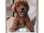Cavapoo Puppy for sale in Stantonville, TN, USA