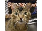 Adopt Fletcher a Domestic Short Hair