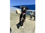 Adopt Donovan a Pit Bull Terrier, Mixed Breed