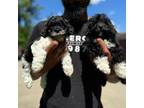 Shih-Poo Puppy for sale in Detroit, MI, USA