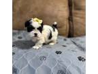 Shih Tzu Puppy for sale in Hickory, NC, USA