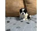 Shih Tzu Puppy for sale in Hickory, NC, USA