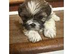 Shih Tzu Puppy for sale in Hickory, NC, USA