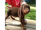 Doberman Pinscher Puppy for sale in Chase City, VA, USA