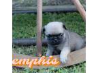 Pug Puppy for sale in Franklin, NC, USA