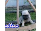 Pug Puppy for sale in Franklin, NC, USA