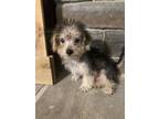 Adopt WallE a Yorkshire Terrier, Terrier