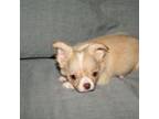Chihuahua Puppy for sale in Bristol, VA, USA