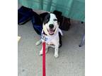 Adopt Wally a Border Collie, Pit Bull Terrier