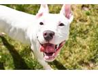 Adopt Colton a Pit Bull Terrier