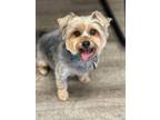 Adopt Boben - goes with Nippet a Yorkshire Terrier