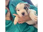 American Pit Bull Terrier Puppy for sale in Glendale, AZ, USA